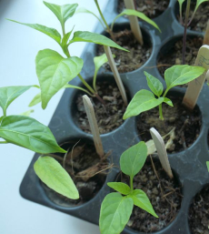 Junge Paprikapflanzen in einer Topfplatte